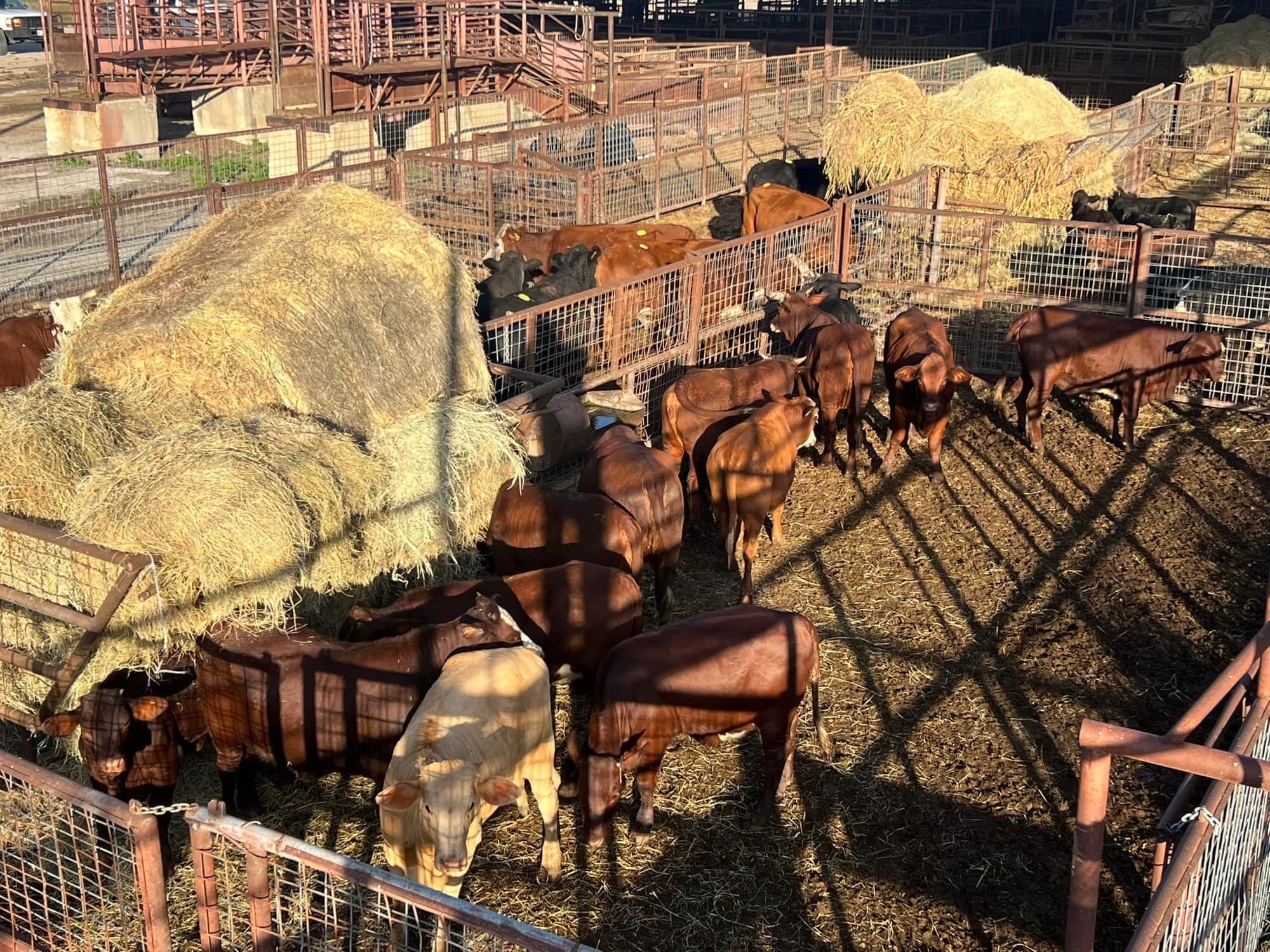 Cattle penned at Southwest Livestock Exchange before the sale