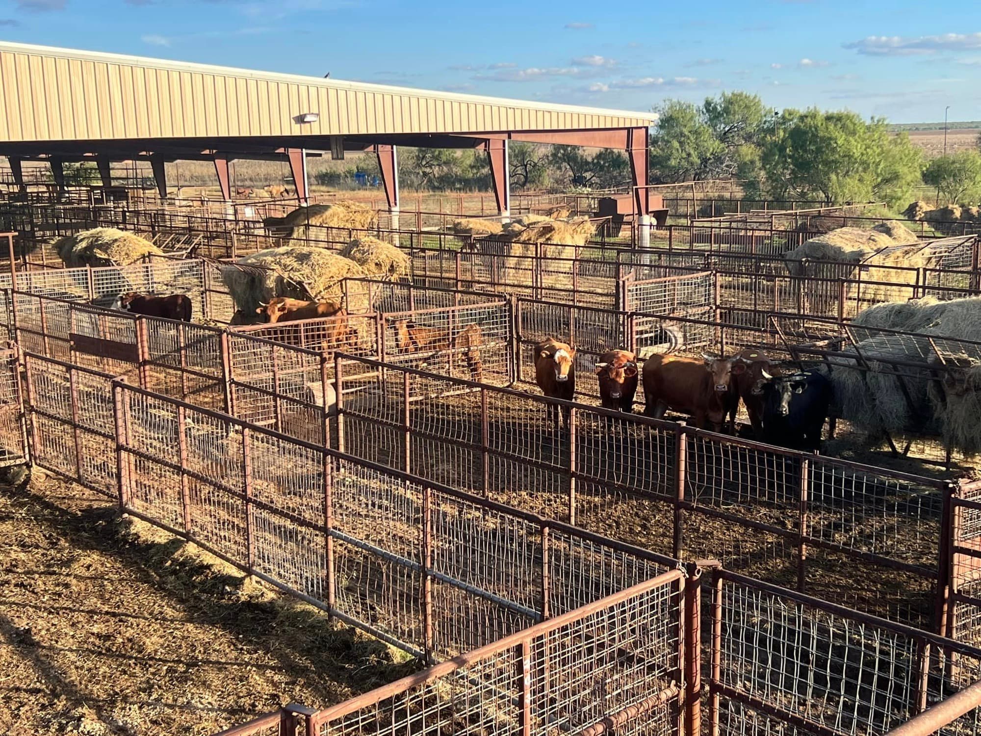Cattle penned at Southwest Livestock Exchange before the sale