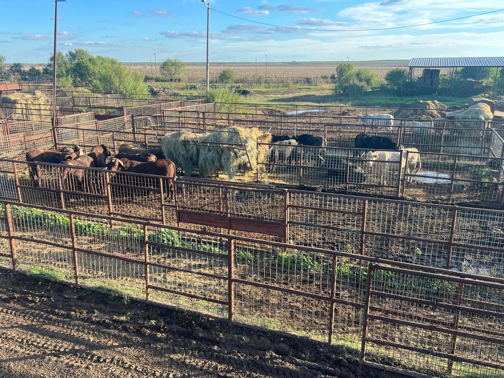 Outdoor pens at Southwest Livestock Exchange holding cattle beside round hay bales