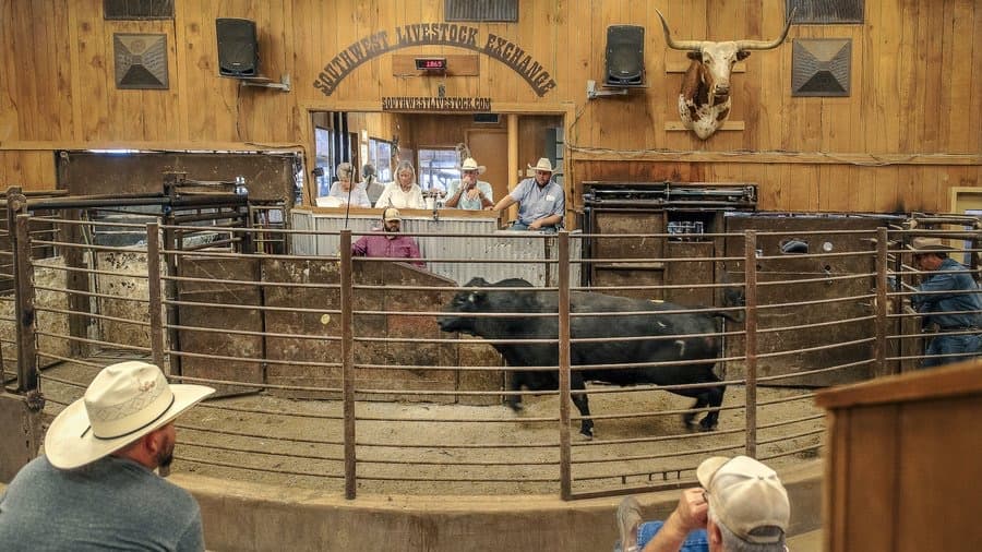 Buyers seated around the sale ring during an auction